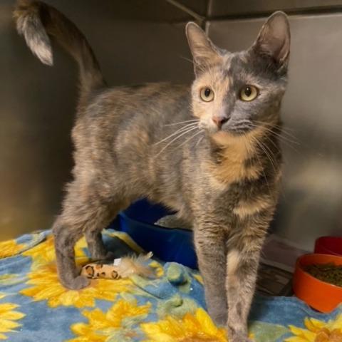 Enlarge Cinderella, a Adoptable Domestic Short Hair in Newport, NC image 3/6