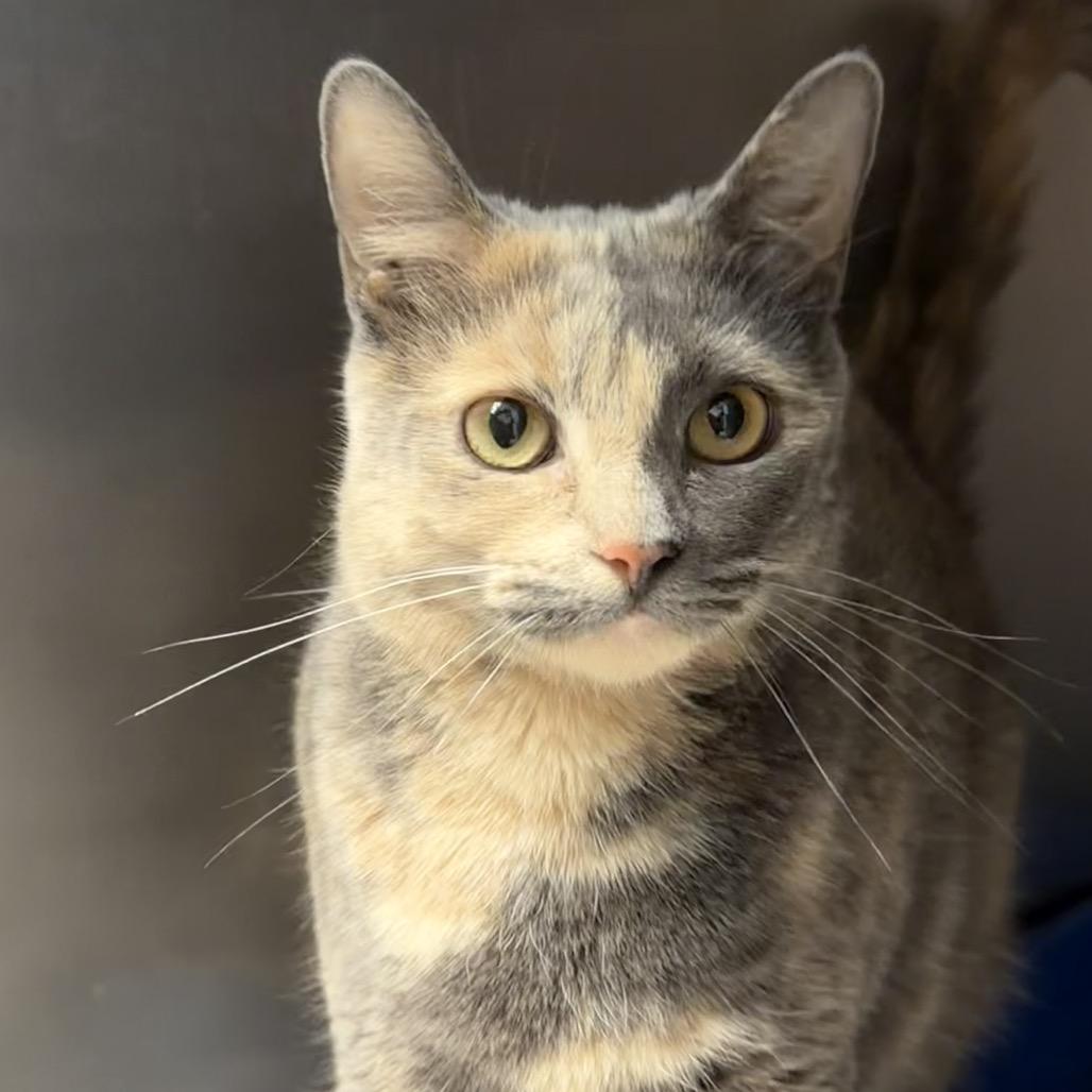 Enlarge Cinderella, a Adoptable Domestic Short Hair in Newport, NC image 4/6