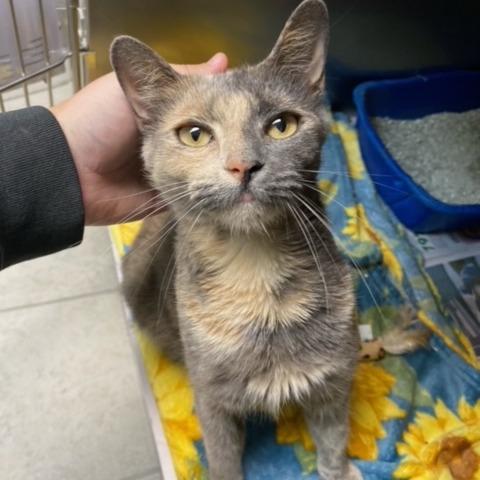 Enlarge Cinderella, a Adoptable Domestic Short Hair in Newport, NC image 5/6