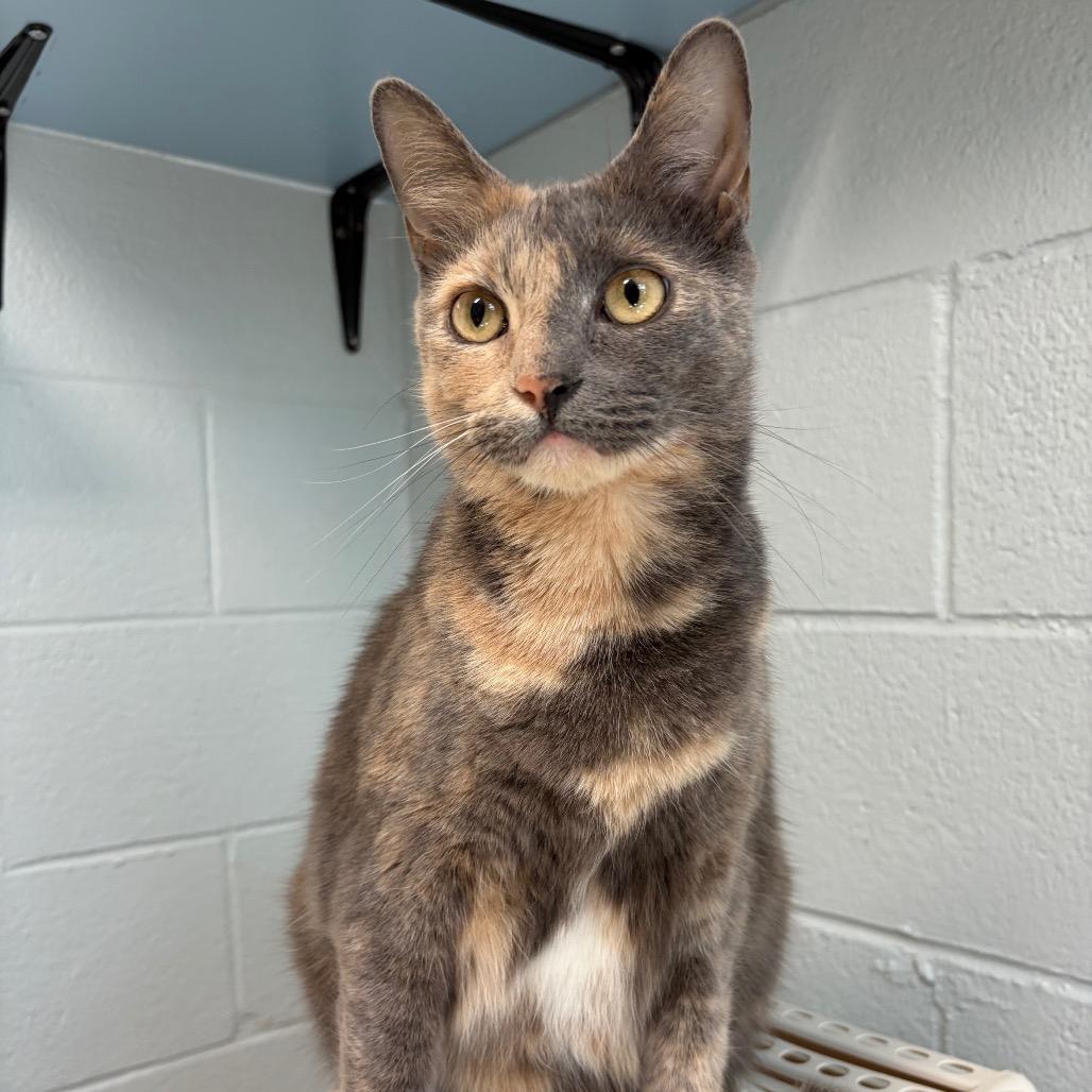 Cinderella, a Adoptable Domestic Short Hair in Newport, NC image 5/6