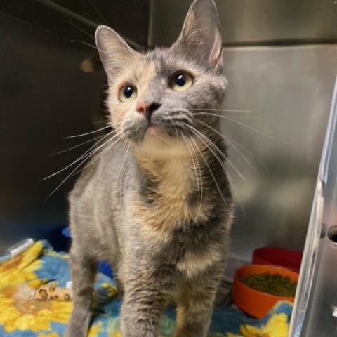 Enlarge Cinderella, a Adoptable Domestic Short Hair in Newport, NC image 6/6