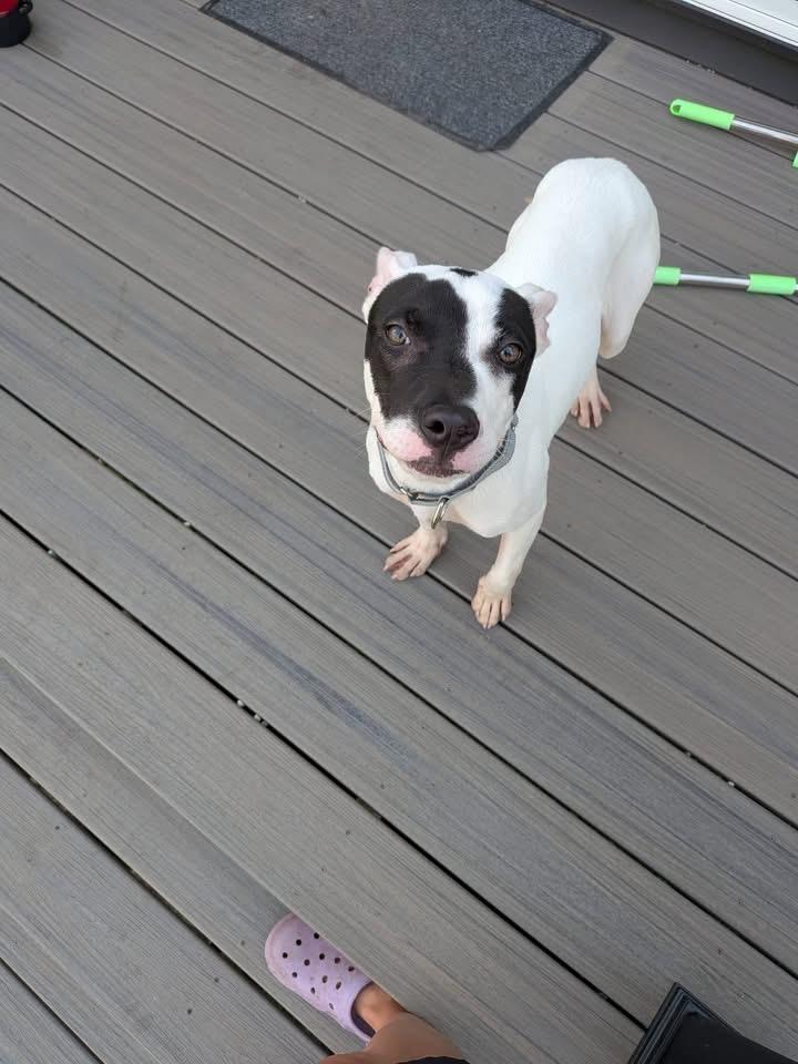 Sheba, Adoptable, Puppy Female Mixed Breed.