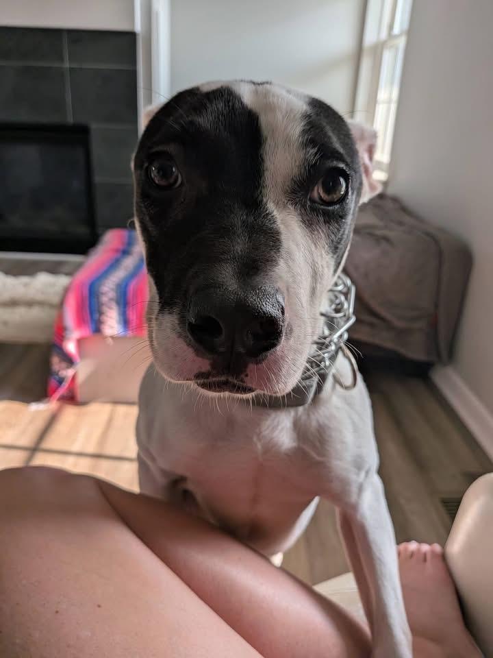 Enlarge Sheba, a Adoptable mixed breed in Charlotte, MI image 2/3