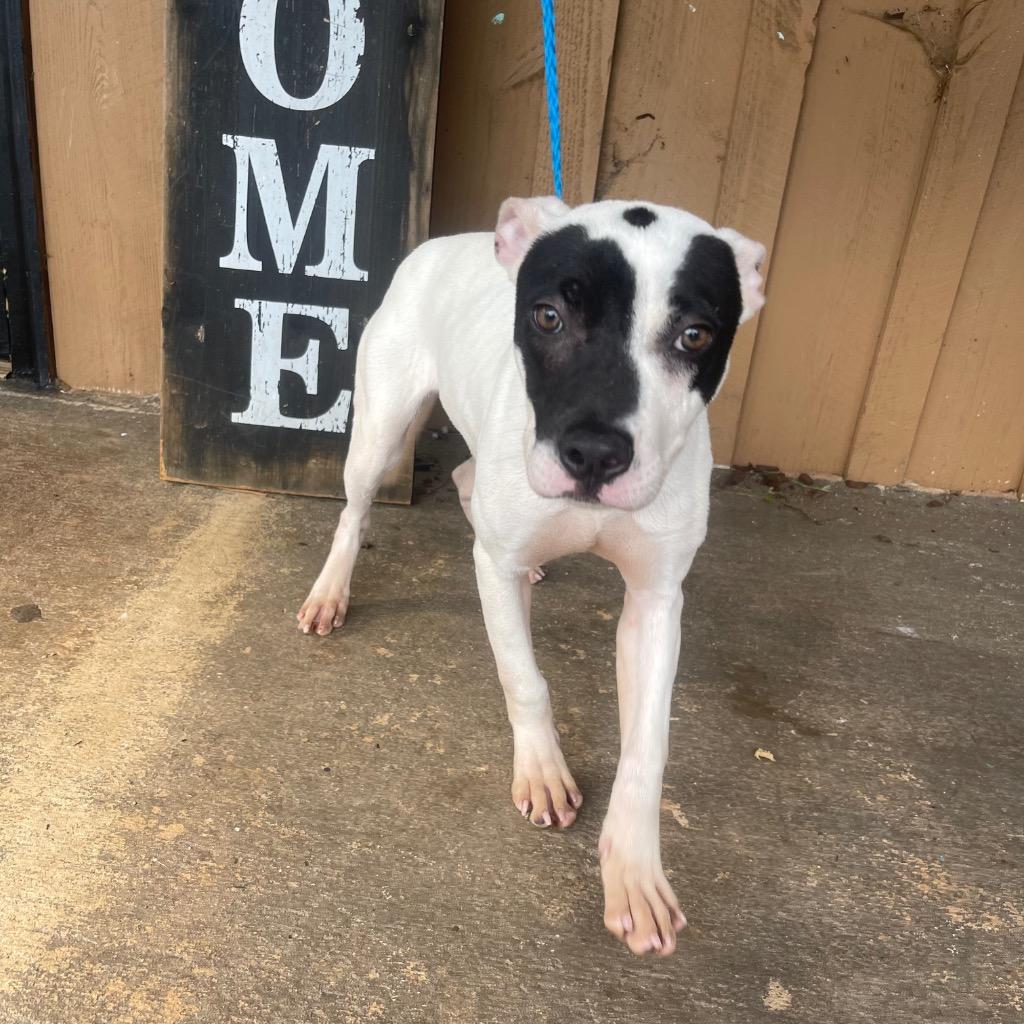 Enlarge Sheba, a Adoptable mixed breed in Charlotte, MI image 3/3