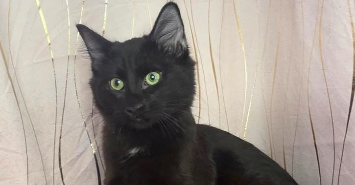 Tanjiro, Adoptable, Kitten Male Domestic Medium Hair.