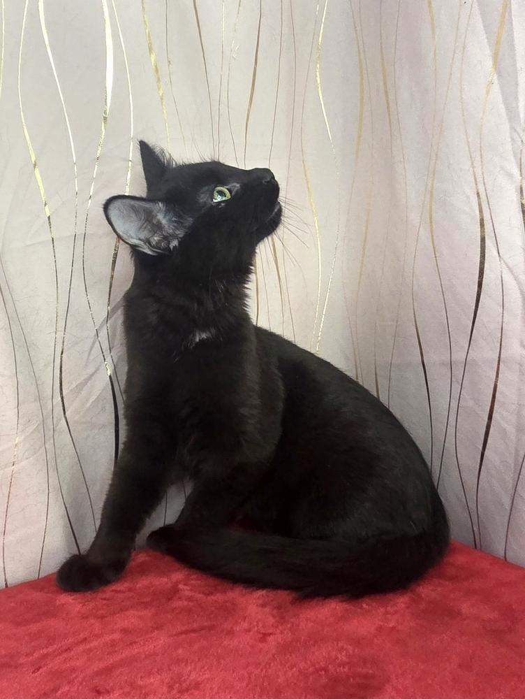Tanjiro, a Adoptable Domestic Medium Hair in Long Beach, MS image 2/6