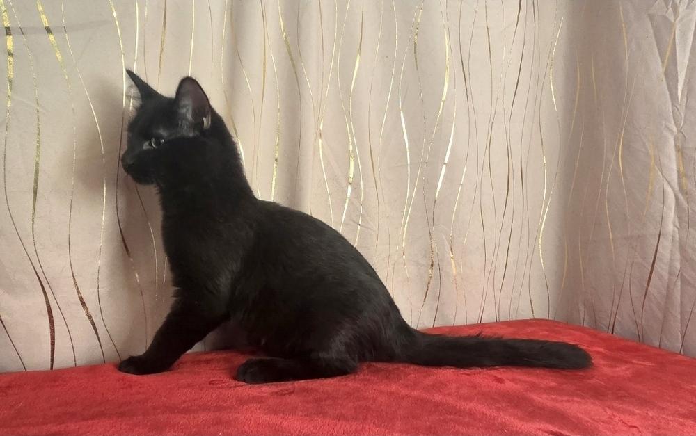 Tanjiro, a Adoptable Domestic Medium Hair in Long Beach, MS image 3/6