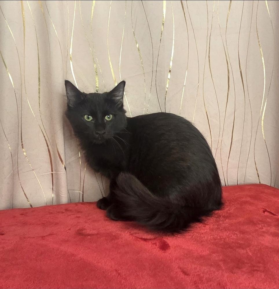 Tanjiro, a Adoptable Domestic Medium Hair in Long Beach, MS image 4/6