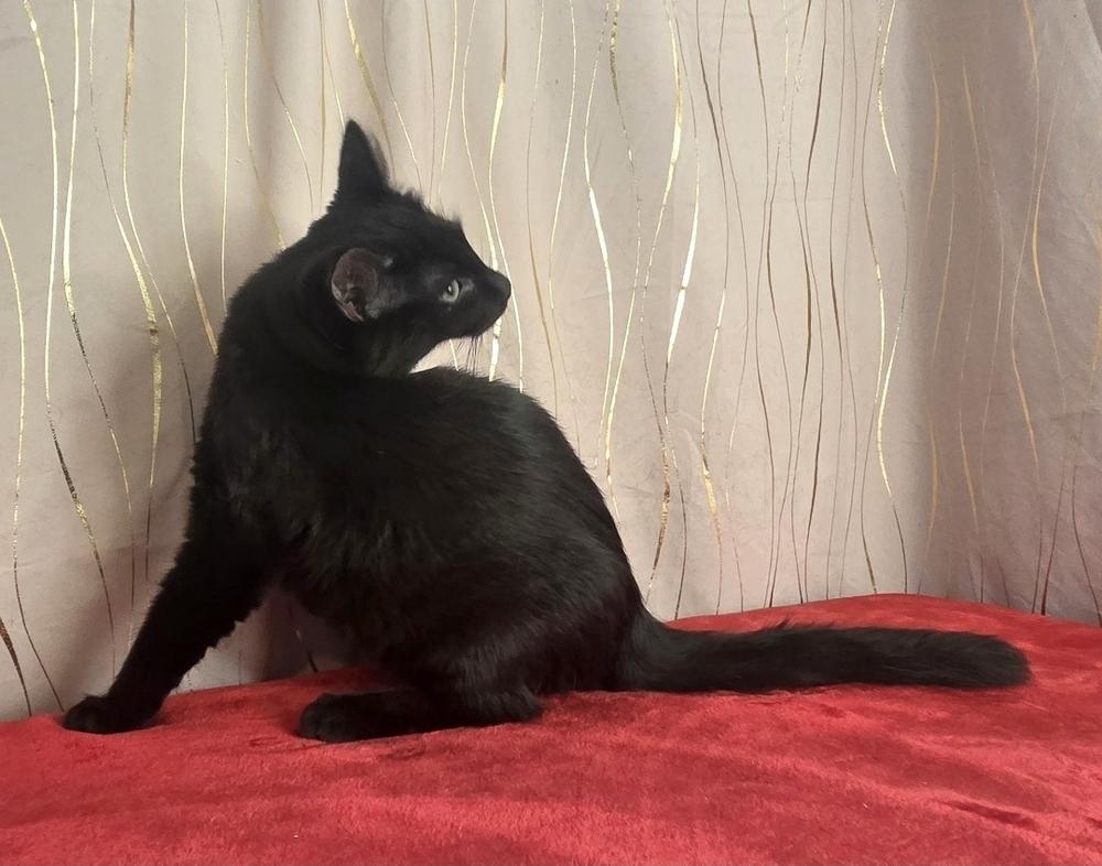 Tanjiro, a Adoptable Domestic Medium Hair in Long Beach, MS image 5/6