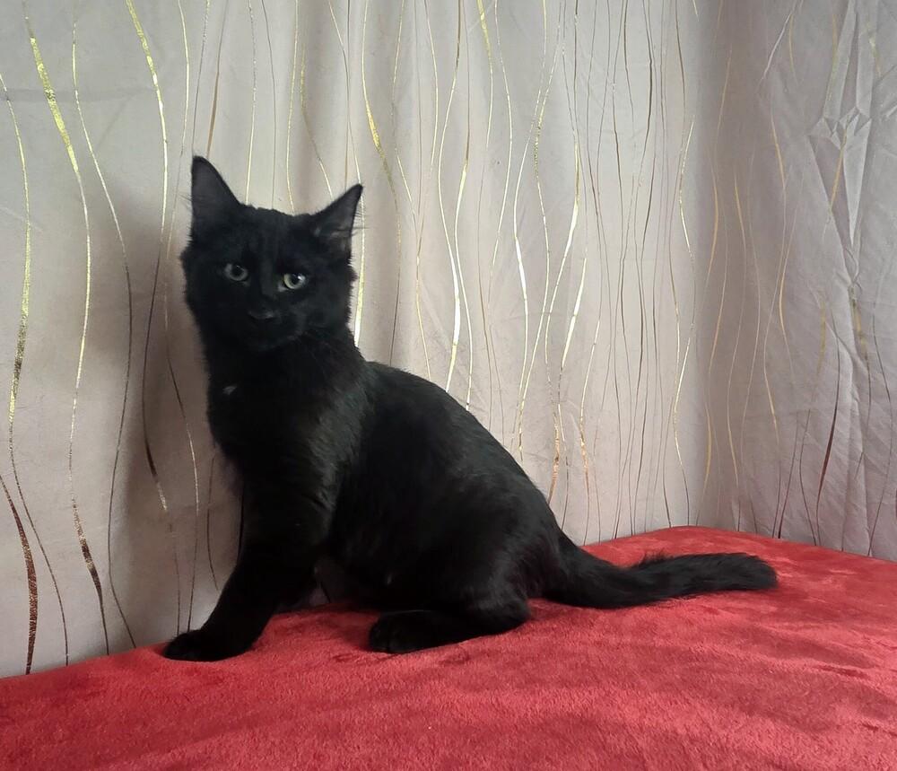 Tanjiro, a Adoptable Domestic Medium Hair in Long Beach, MS image 6/6