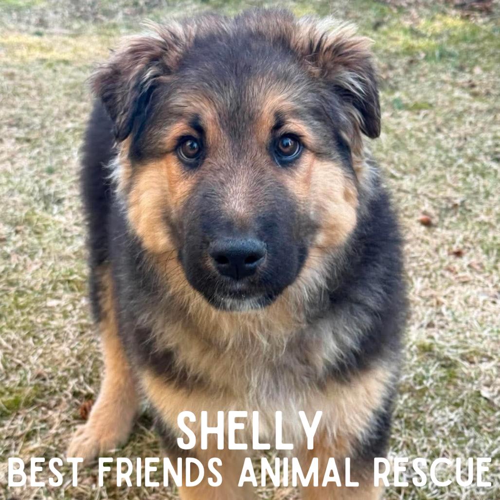 Shelly, Adoptable, Puppy Male German Shepherd Dog.