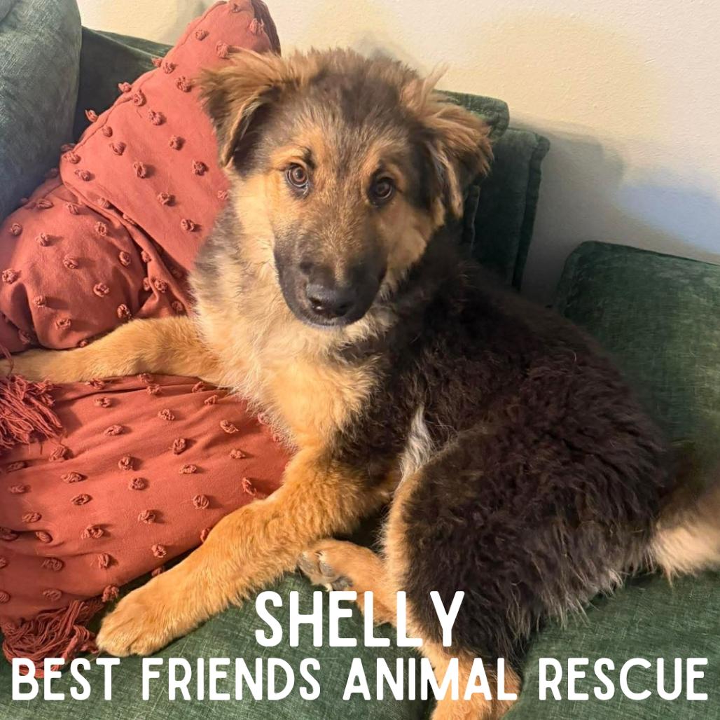 Enlarge Shelly, a Adoptable German Shepherd Dog in Wasilla, AK image 2/3
