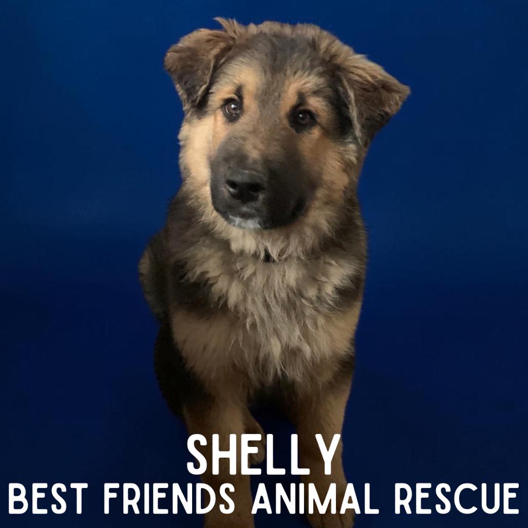 Enlarge Shelly, a Adoptable German Shepherd Dog in Wasilla, AK image 3/3