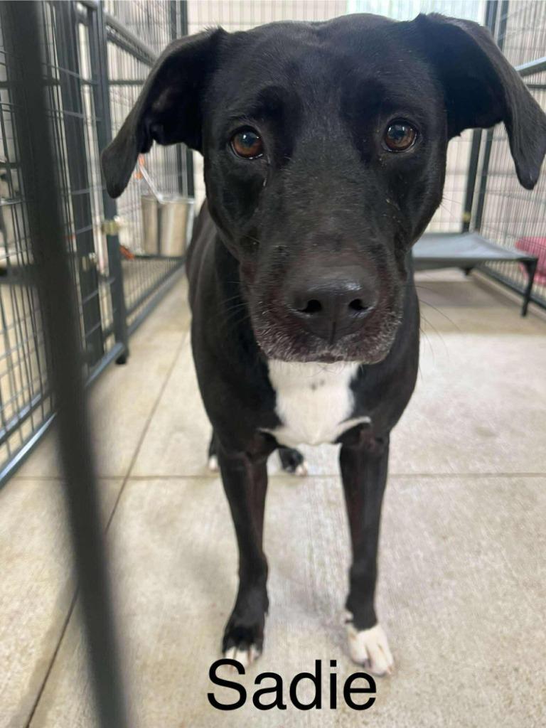 Enlarge Sadie, a Adoptable mixed breed in St. Augustine, FL image 1/4