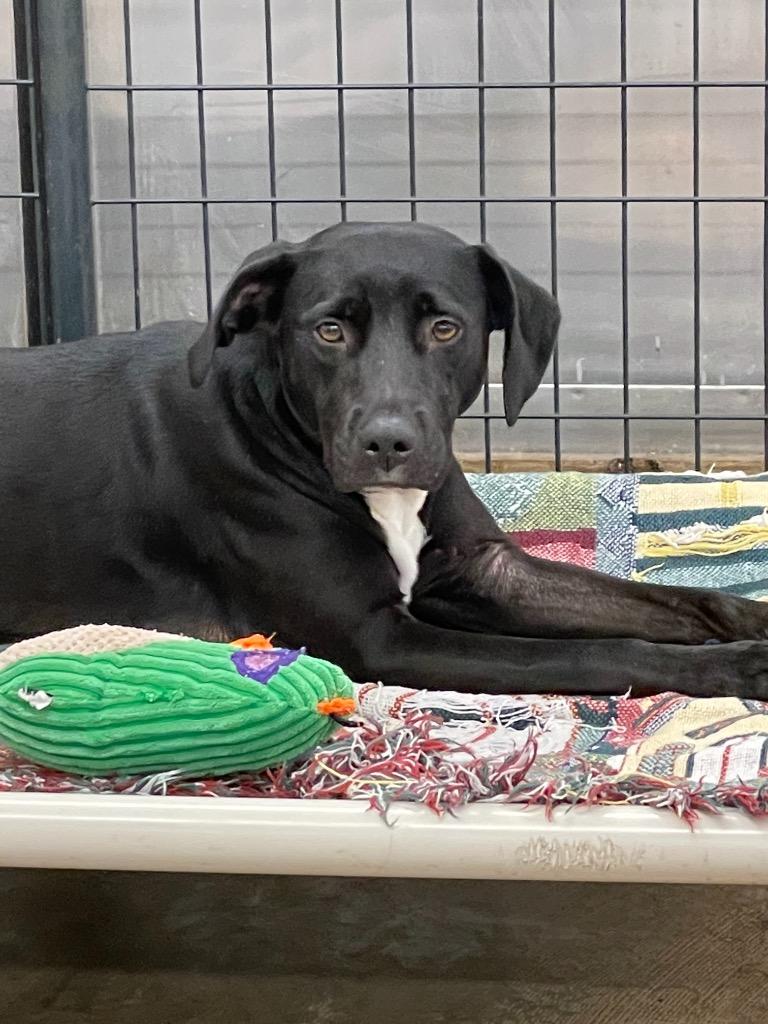 Sadie, Adoptable, Adult Female Labrador Retriever.