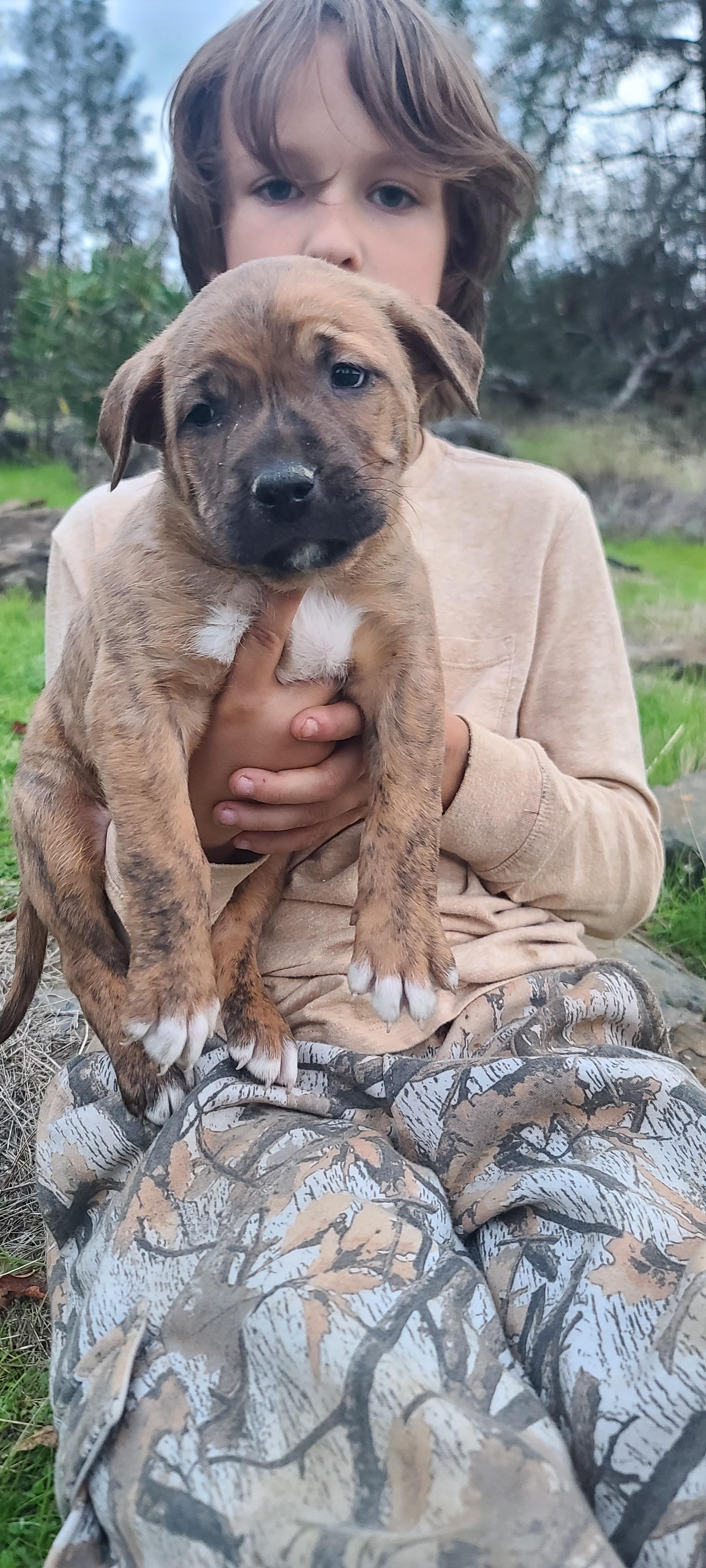 Larry, adopted, Puppy Male Australian Cattle Dog / Blue Heeler & Pit Bull Terrier.