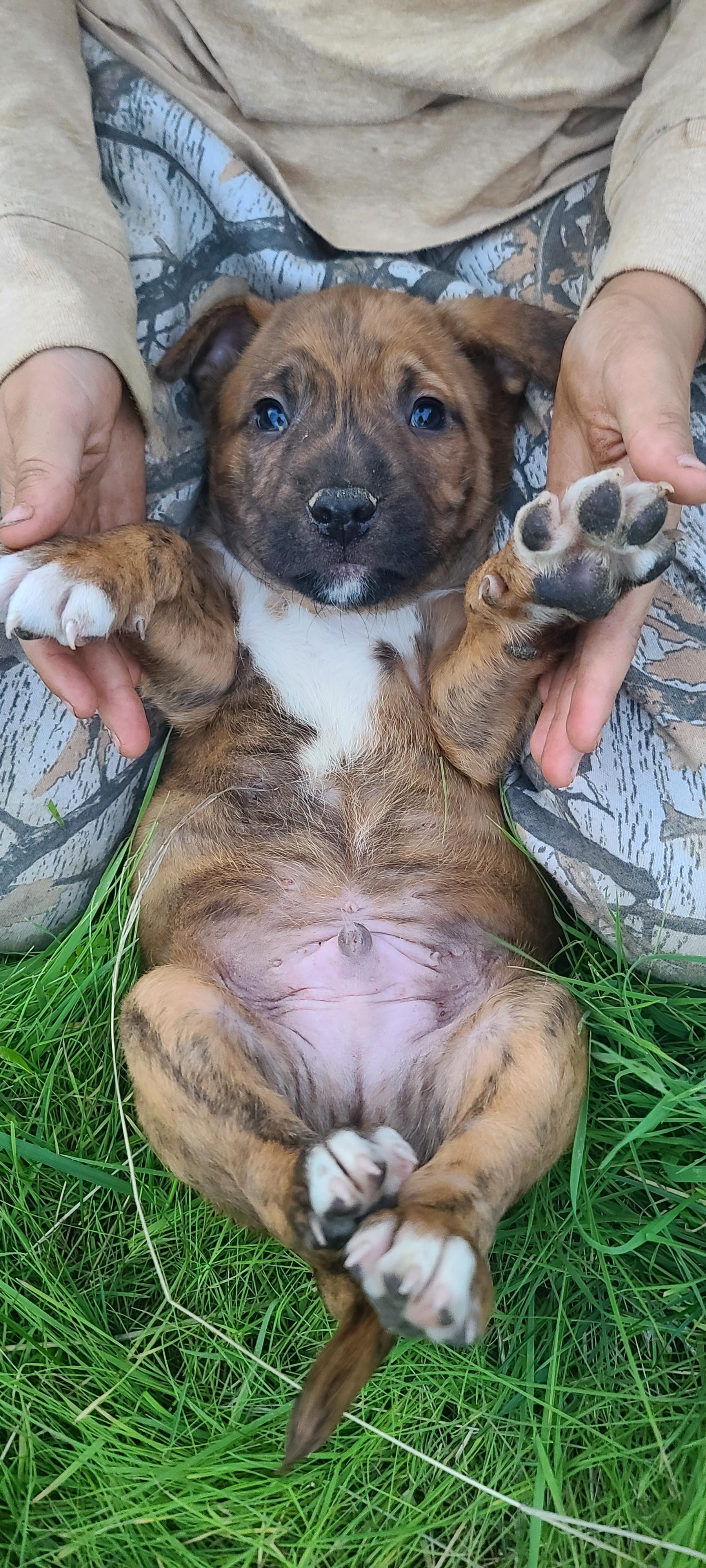 Larry, an adopted mixed breed in San Juan Bautista, CA image 2/2