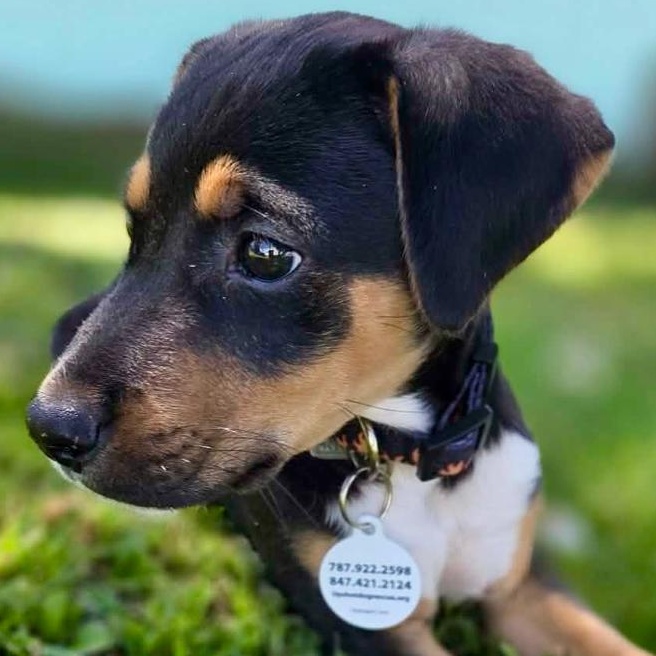 Morty So sweet, cuddly & loves cats, adopted, Puppy Male Mixed Breed.