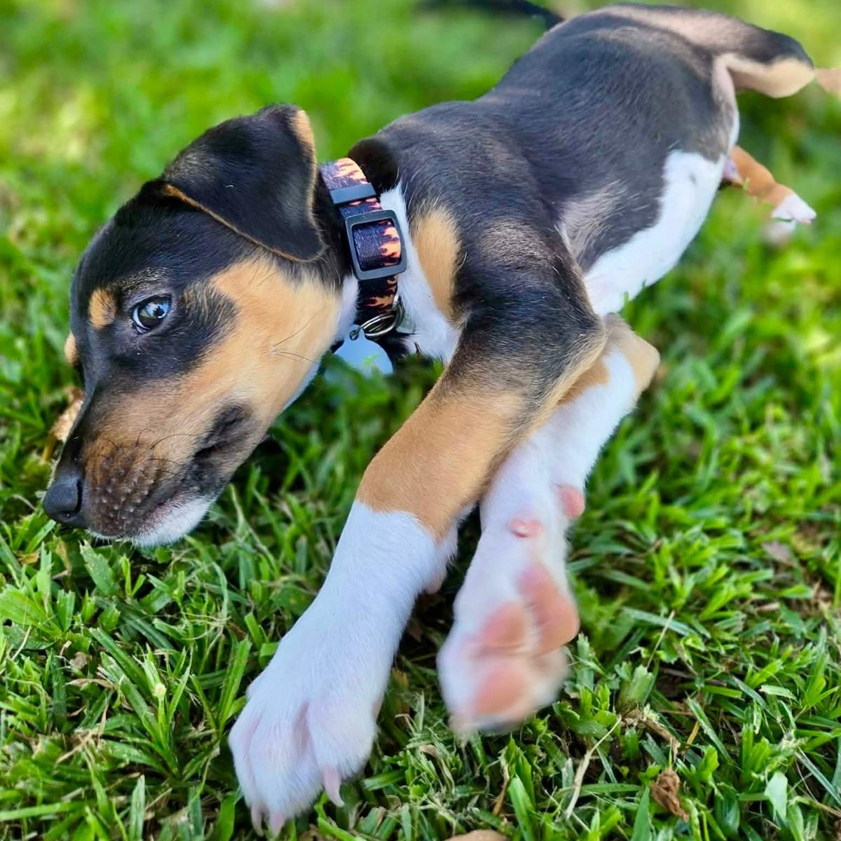 Enlarge Morty So sweet, cuddly & loves cats, an adopted mixed breed in Tampa, FL image 3/3