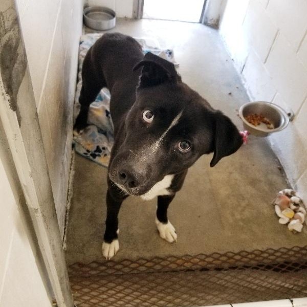 Enlarge SAWYER, a ADOPTABLE mixed breed in Seymour, IN image 1/1