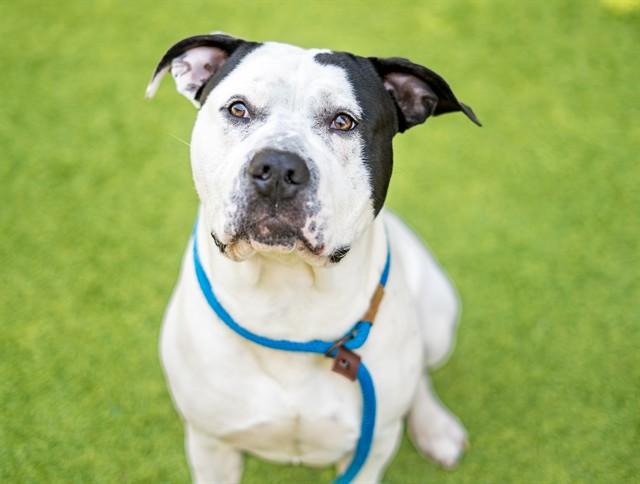 Enlarge BANJO, a Adoptable Pit Bull Terrier in San Jose, CA image 1/1