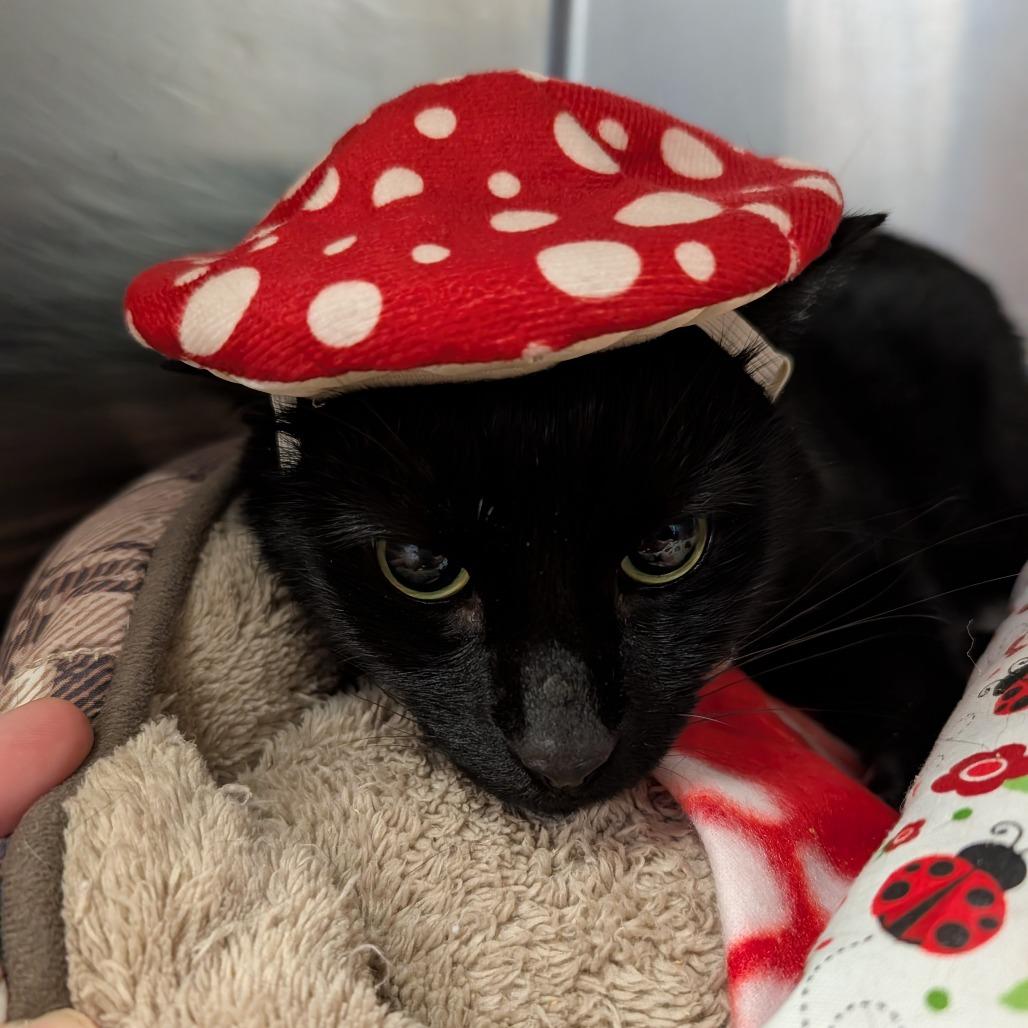 Enlarge Tuffy, a Adoptable Domestic Short Hair in Titusville, FL image 1/3