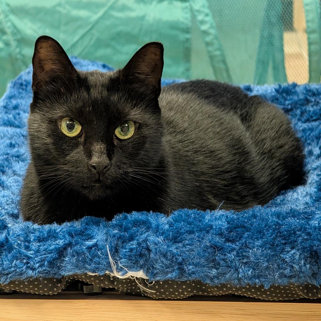 Tuffy, Adoptable, Adult Female Domestic Short Hair.