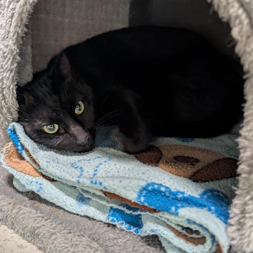 Tuffy, a Adoptable Domestic Short Hair in Titusville, FL image 2/2