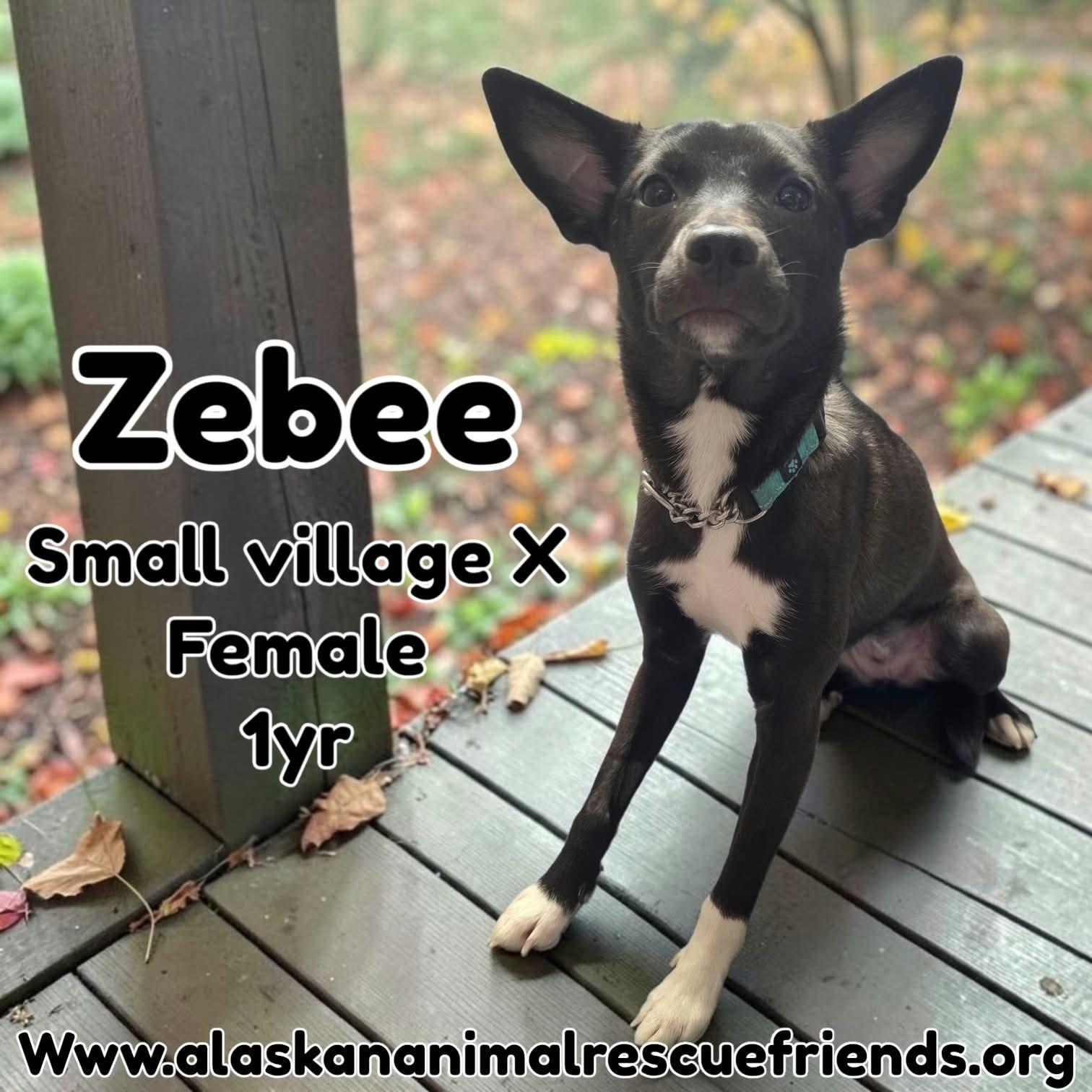 Zeebee, Adoptable, Young Female Spaniel.