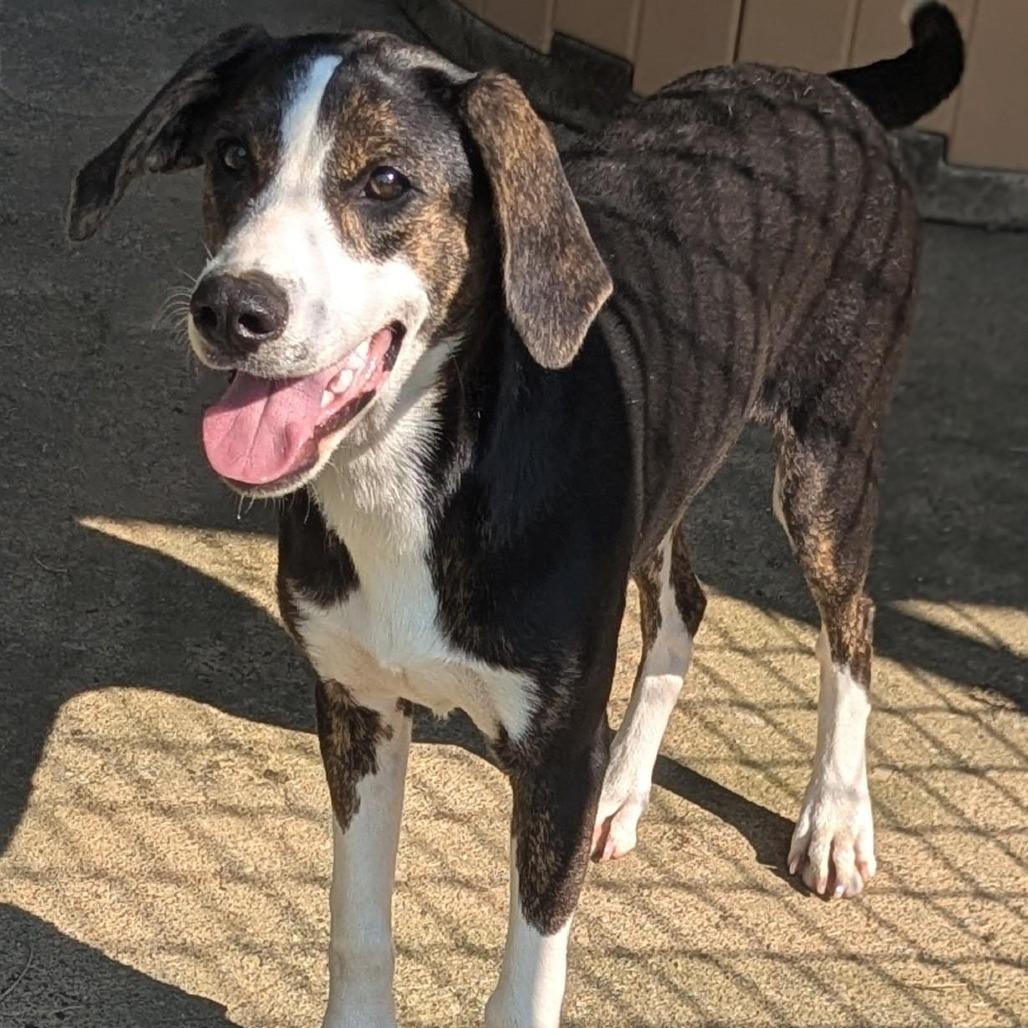 Mallory, adopted, Young Female Beagle & Foxhound.