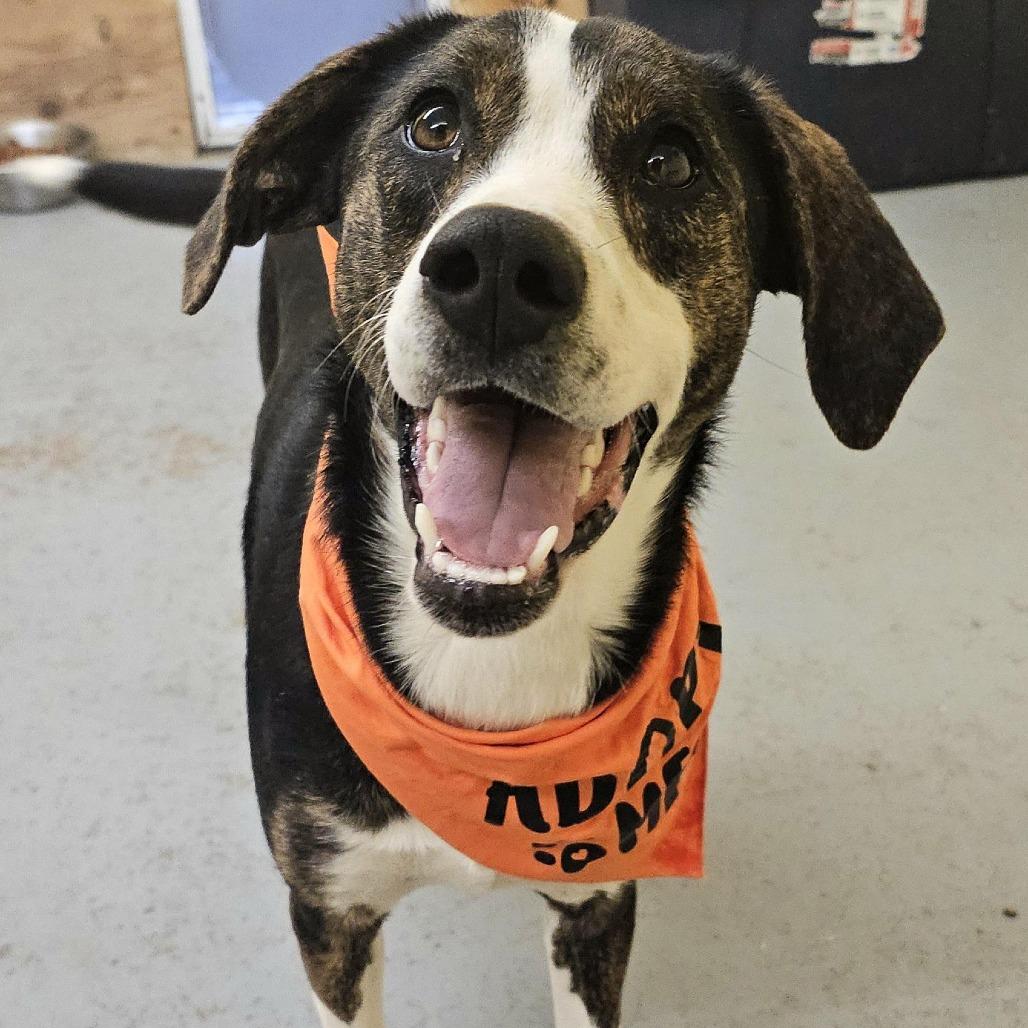 Enlarge Mallory, an adopted mixed breed in Talbott, TN image 2/6