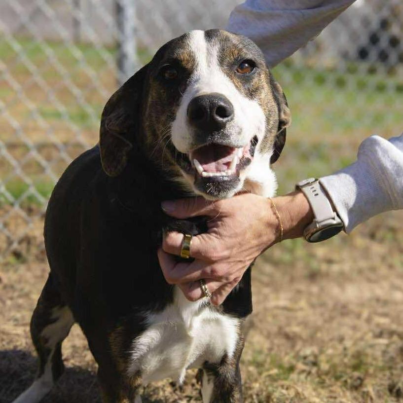 Enlarge Mallory, an adopted mixed breed in Talbott, TN image 3/6