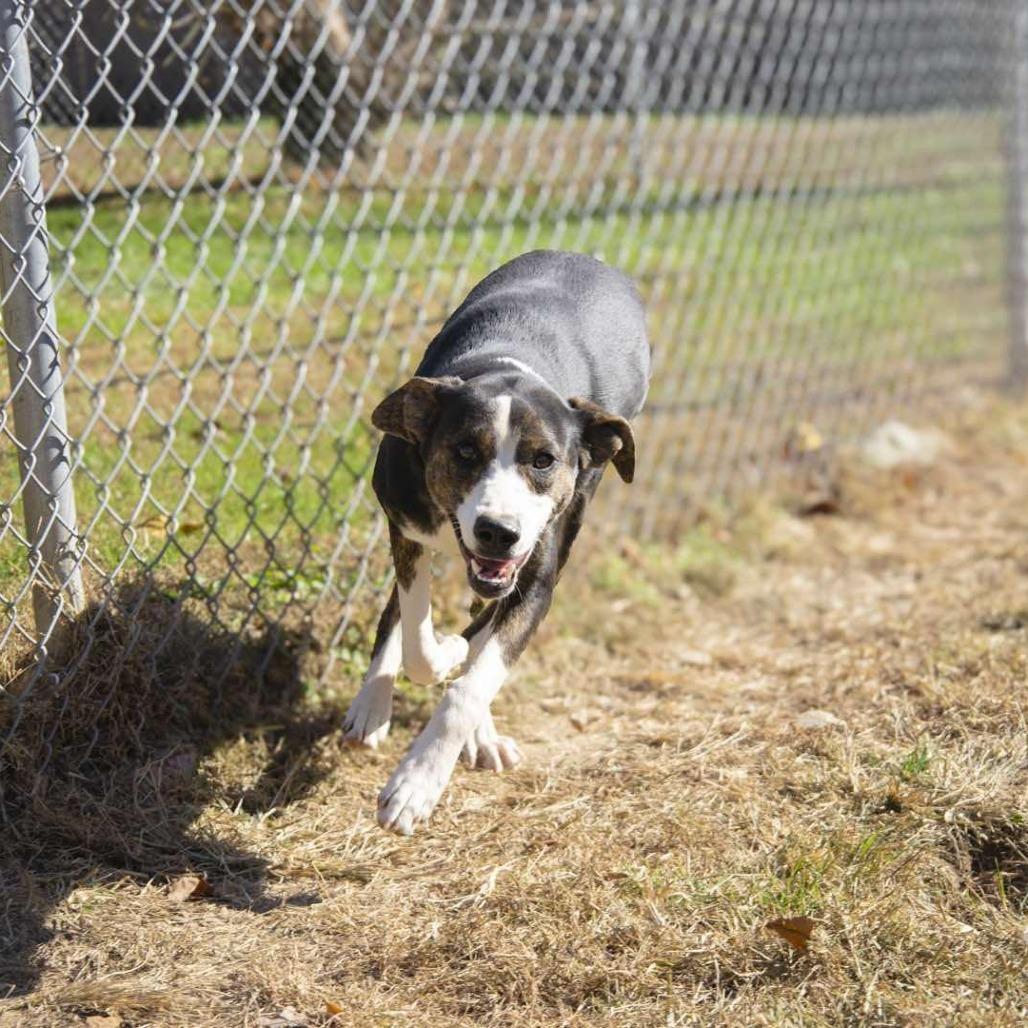 Enlarge Mallory, an adopted mixed breed in Talbott, TN image 4/6