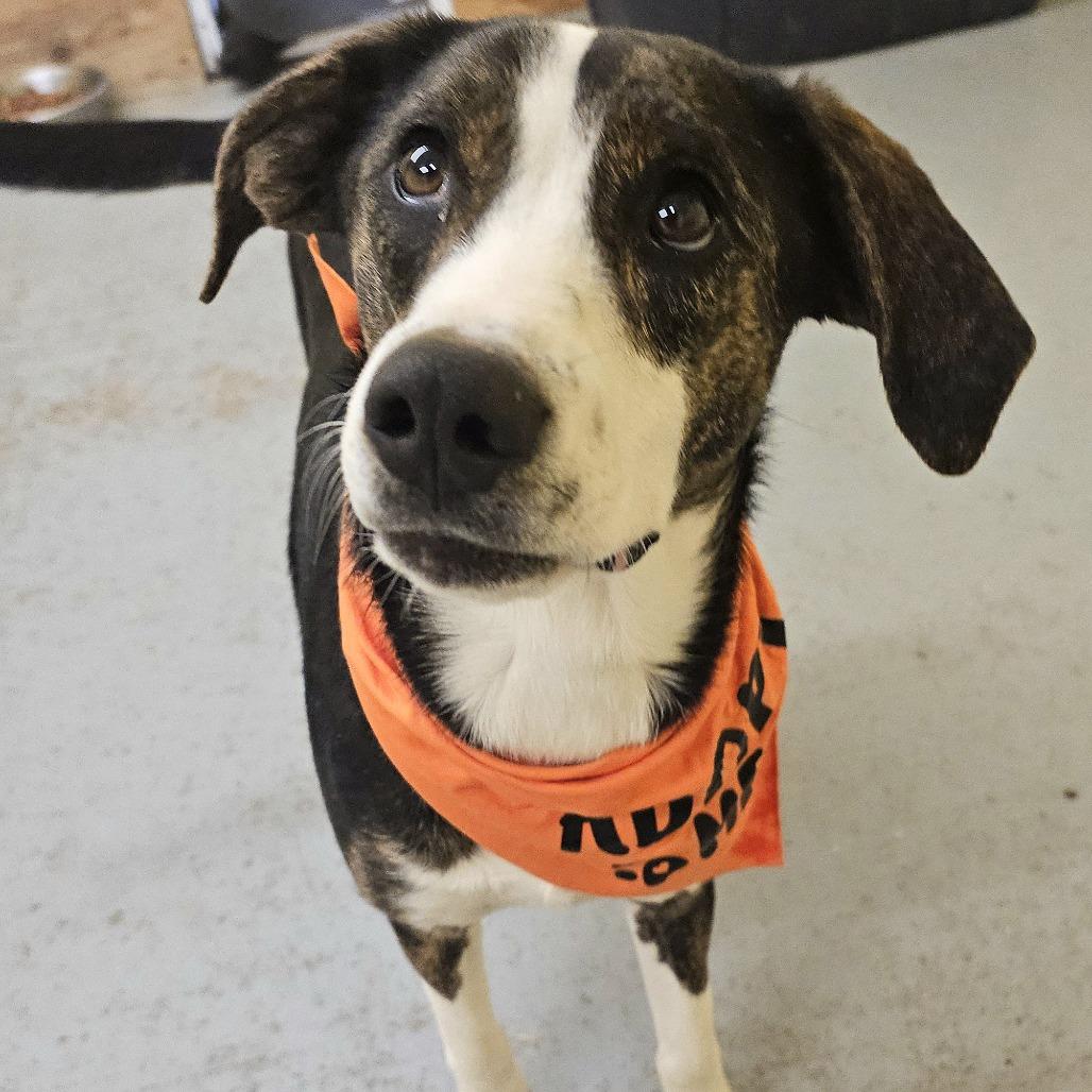 Enlarge Mallory, an adopted mixed breed in Talbott, TN image 5/6