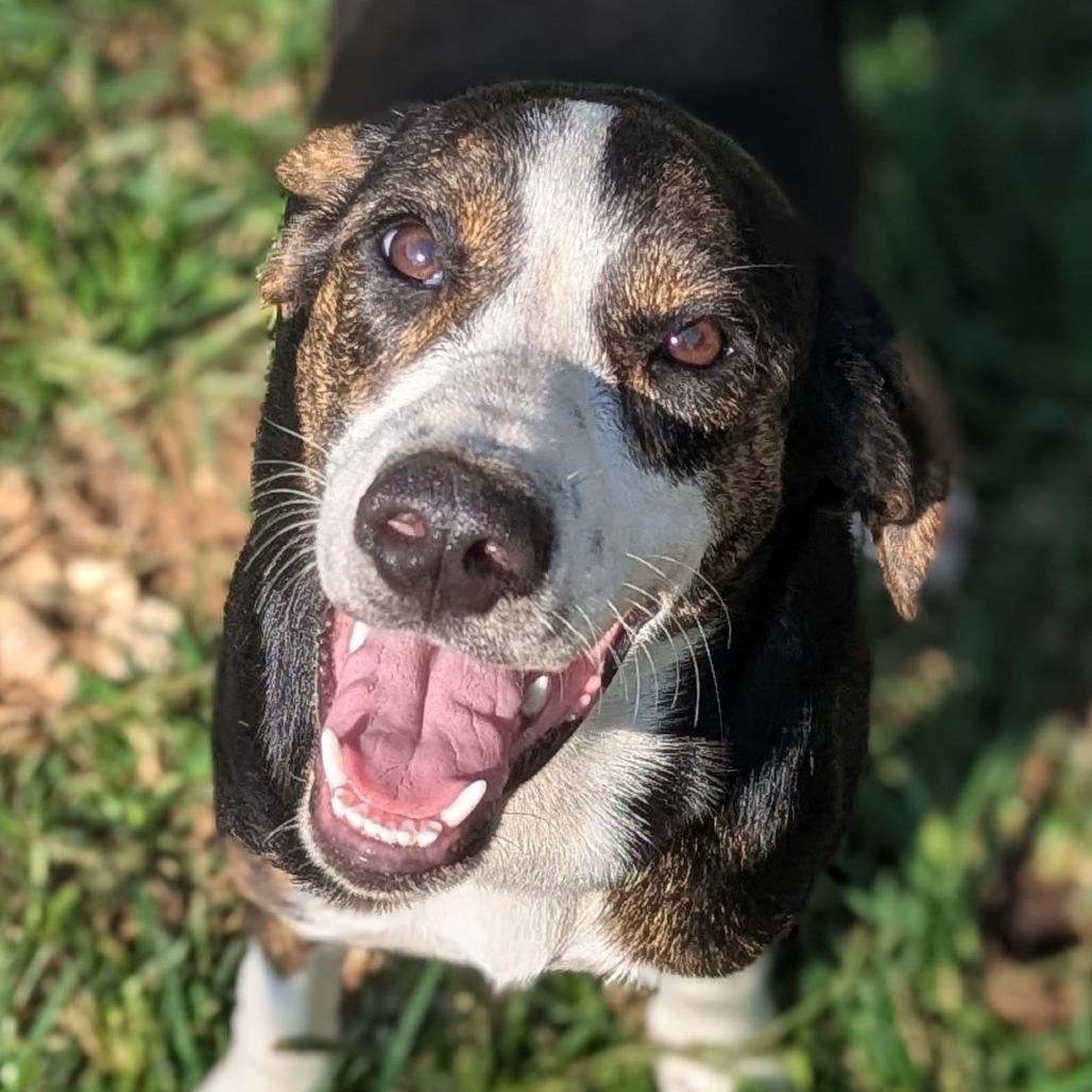 Enlarge Mallory, an adopted mixed breed in Talbott, TN image 6/6