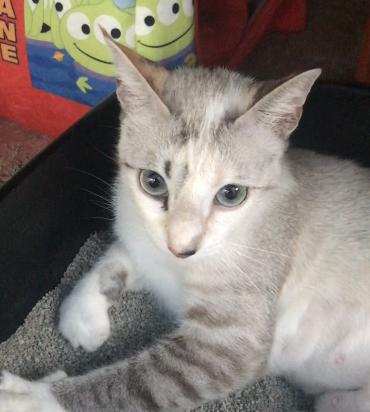 Milkshake, Adopted, Young Female Siamese.