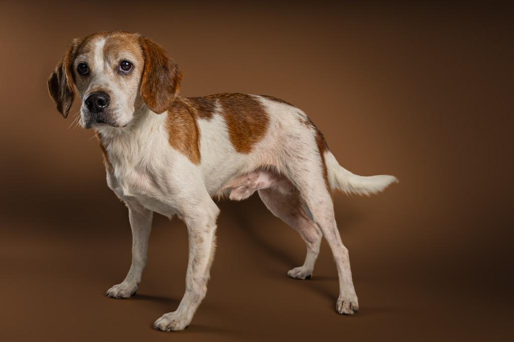 Enlarge Dante, a Adoptable mixed breed in Tyler, TX image 3/6