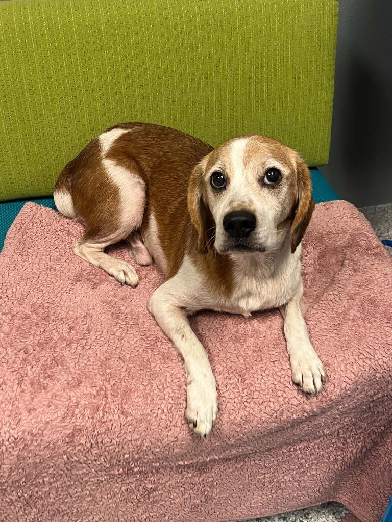 Enlarge Dante, a Adoptable mixed breed in Tyler, TX image 6/6
