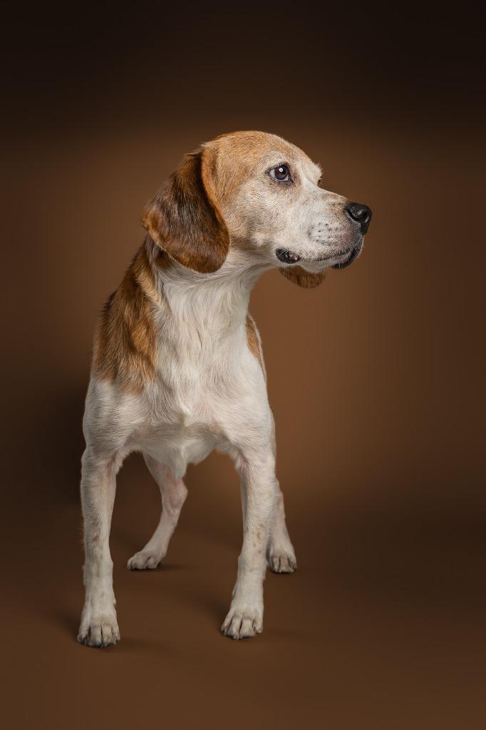 Enlarge Dante, a Adoptable mixed breed in Tyler, TX image 5/6