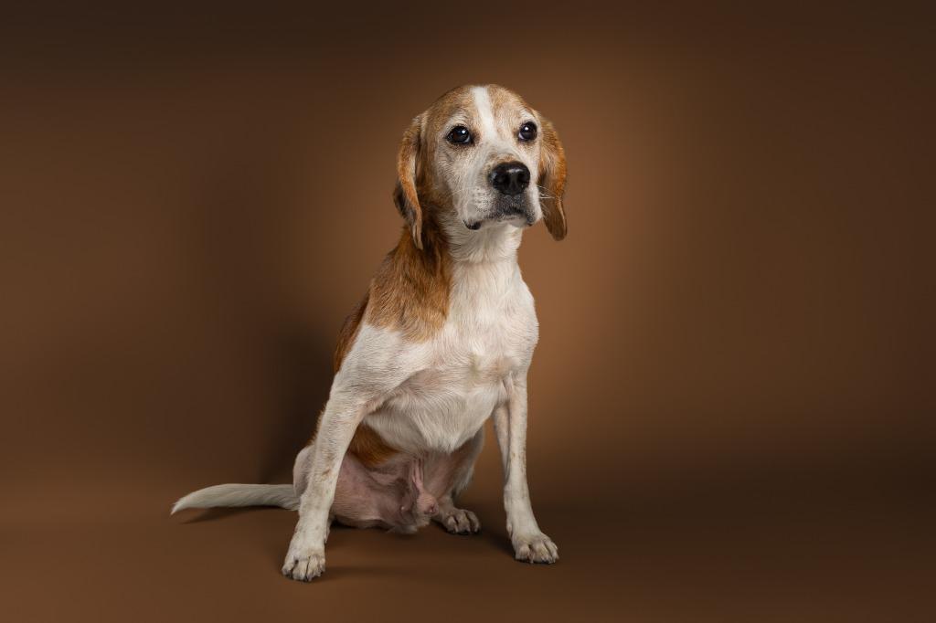 Enlarge Dante, a Adoptable mixed breed in Tyler, TX image 2/6