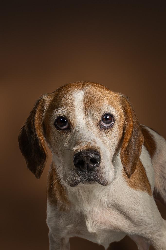 Dante, Adoptable, Adult Male Beagle.