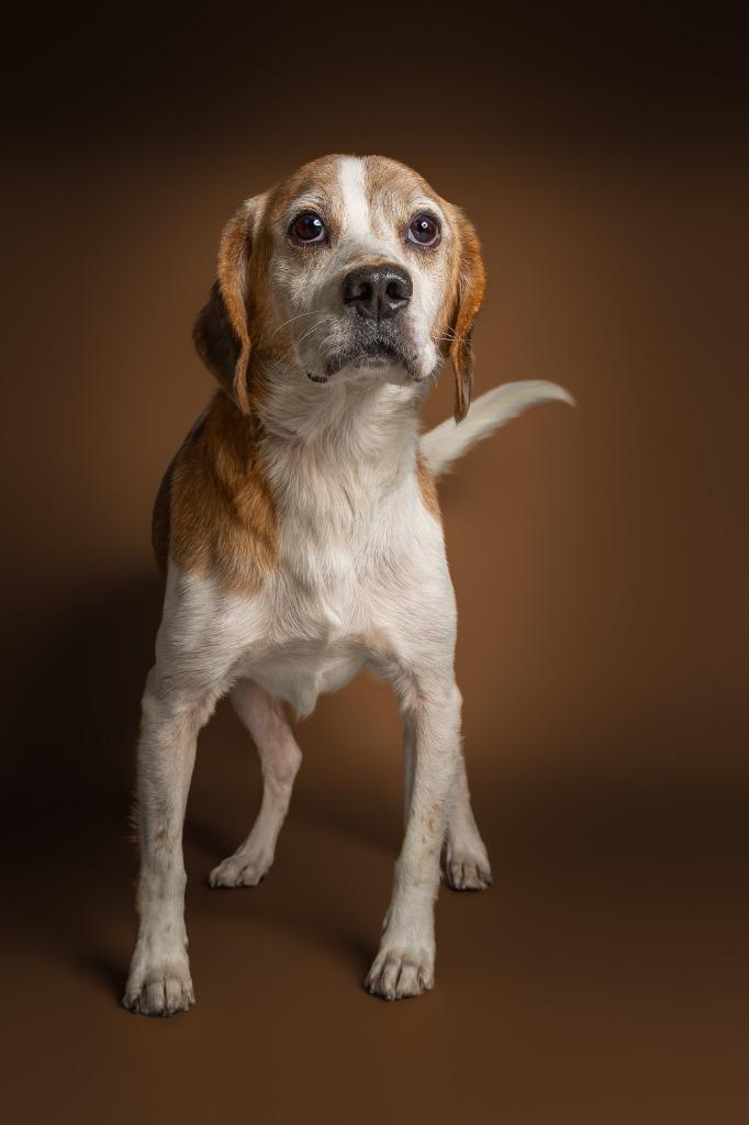 Enlarge Dante, a Adoptable mixed breed in Tyler, TX image 4/6