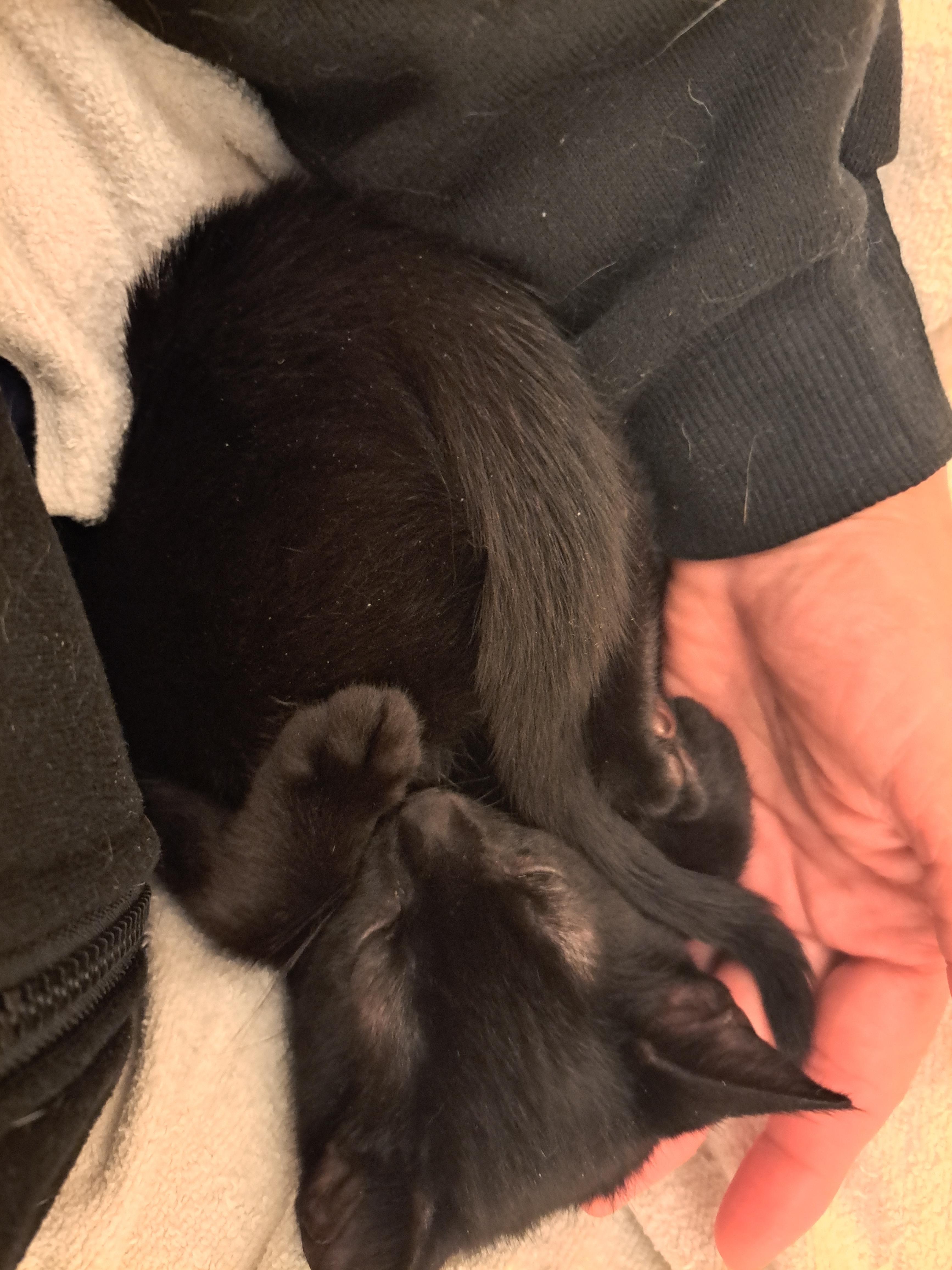 Ivy & Bean — thumbnail 2