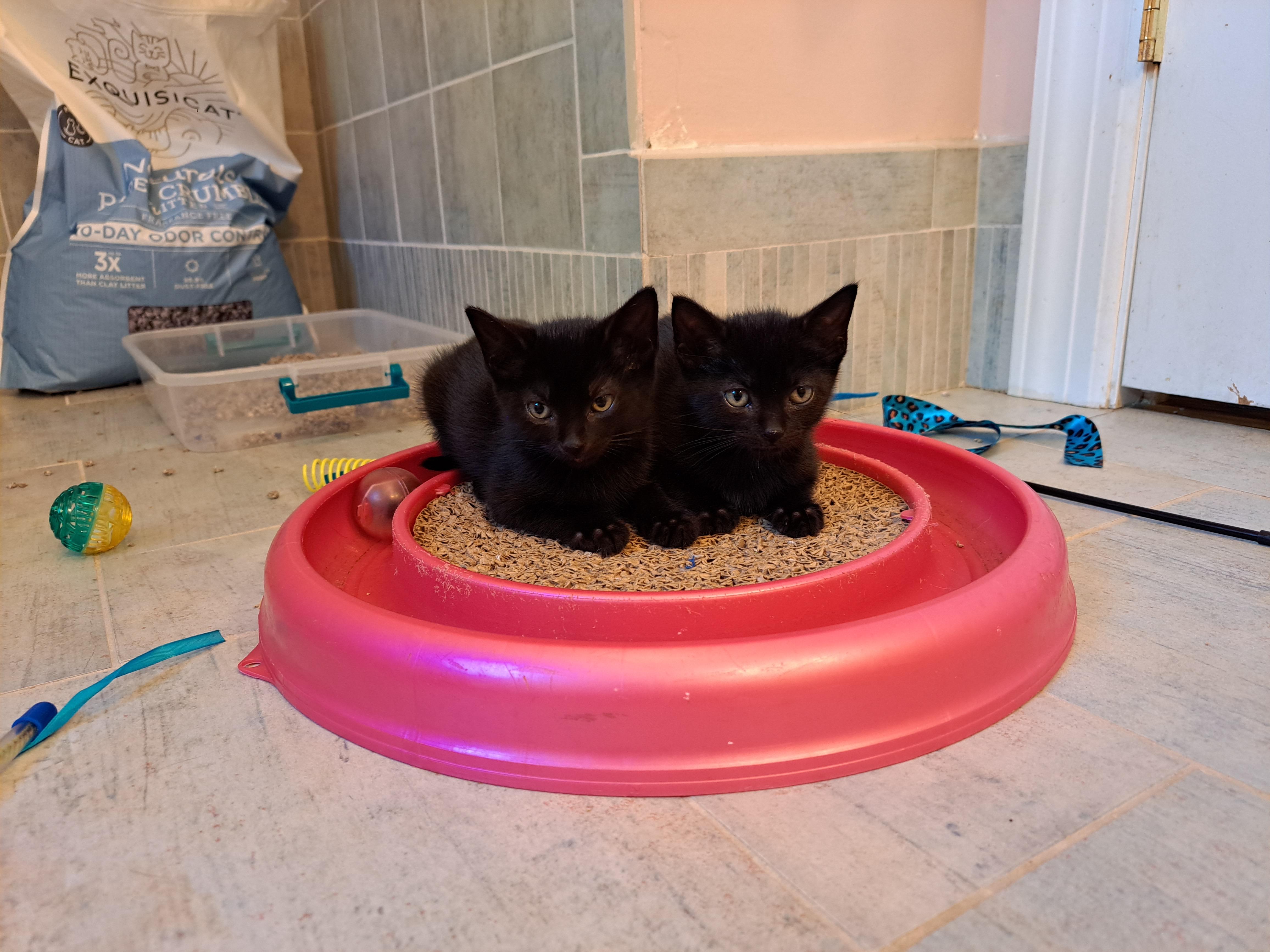 Ivy & Bean — thumbnail 5