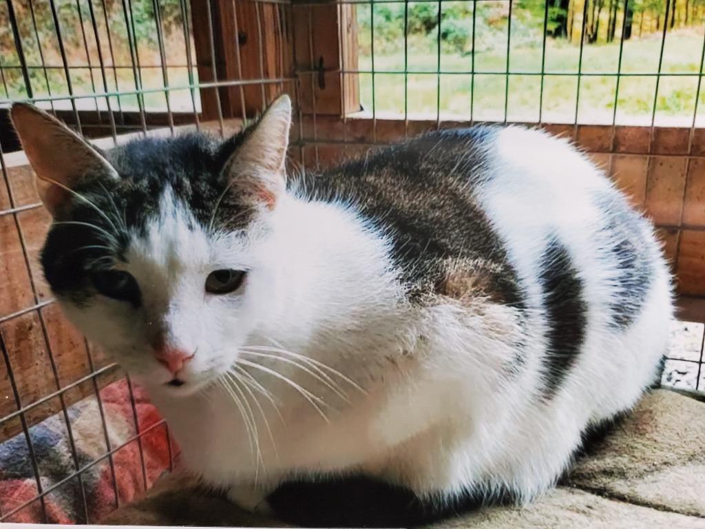 Kamryn, Adoptable, Senior Female Domestic Short Hair.