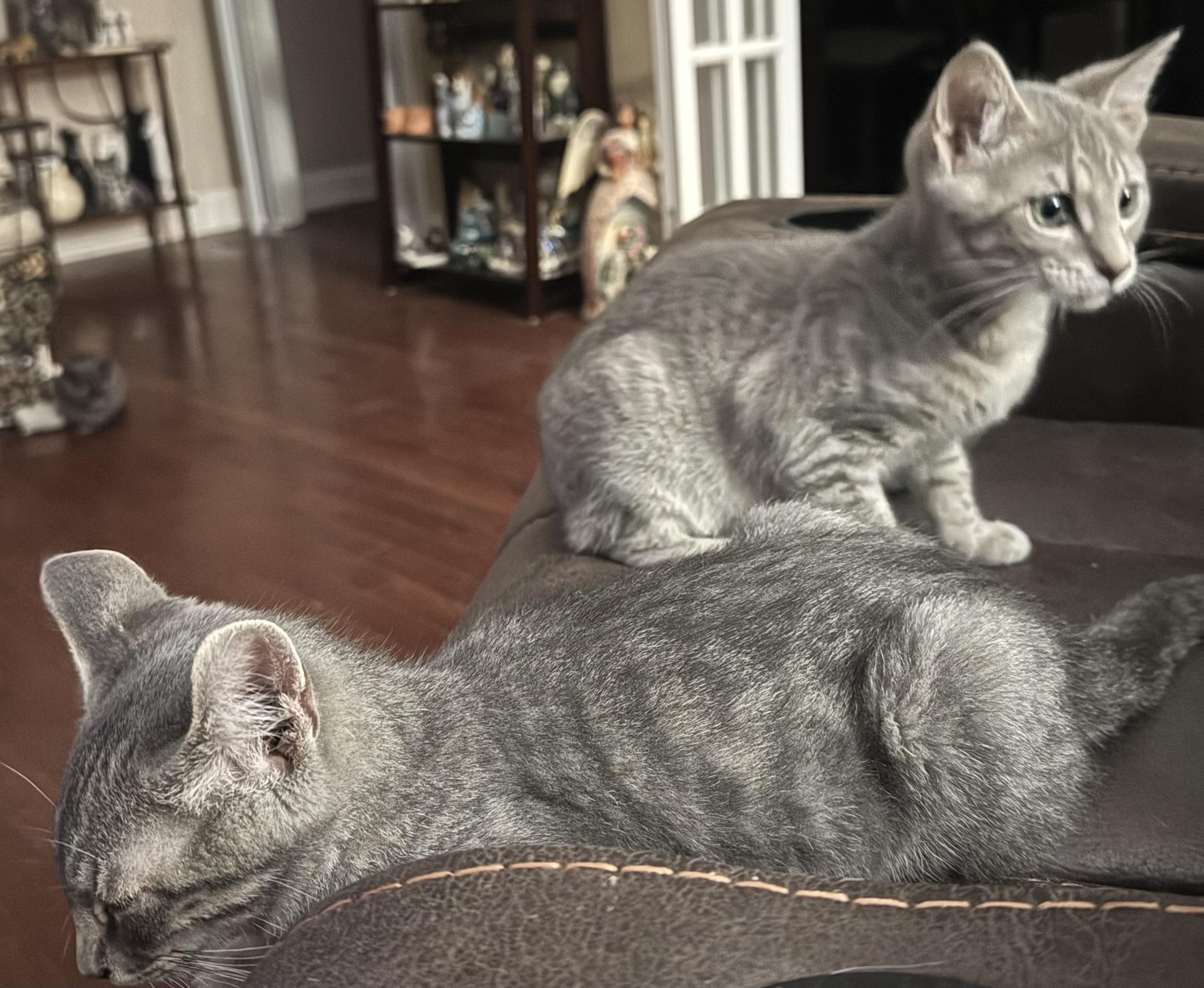 Meet cute Deacon and Duncan now available for adoption For more information please contact Lynn Wa