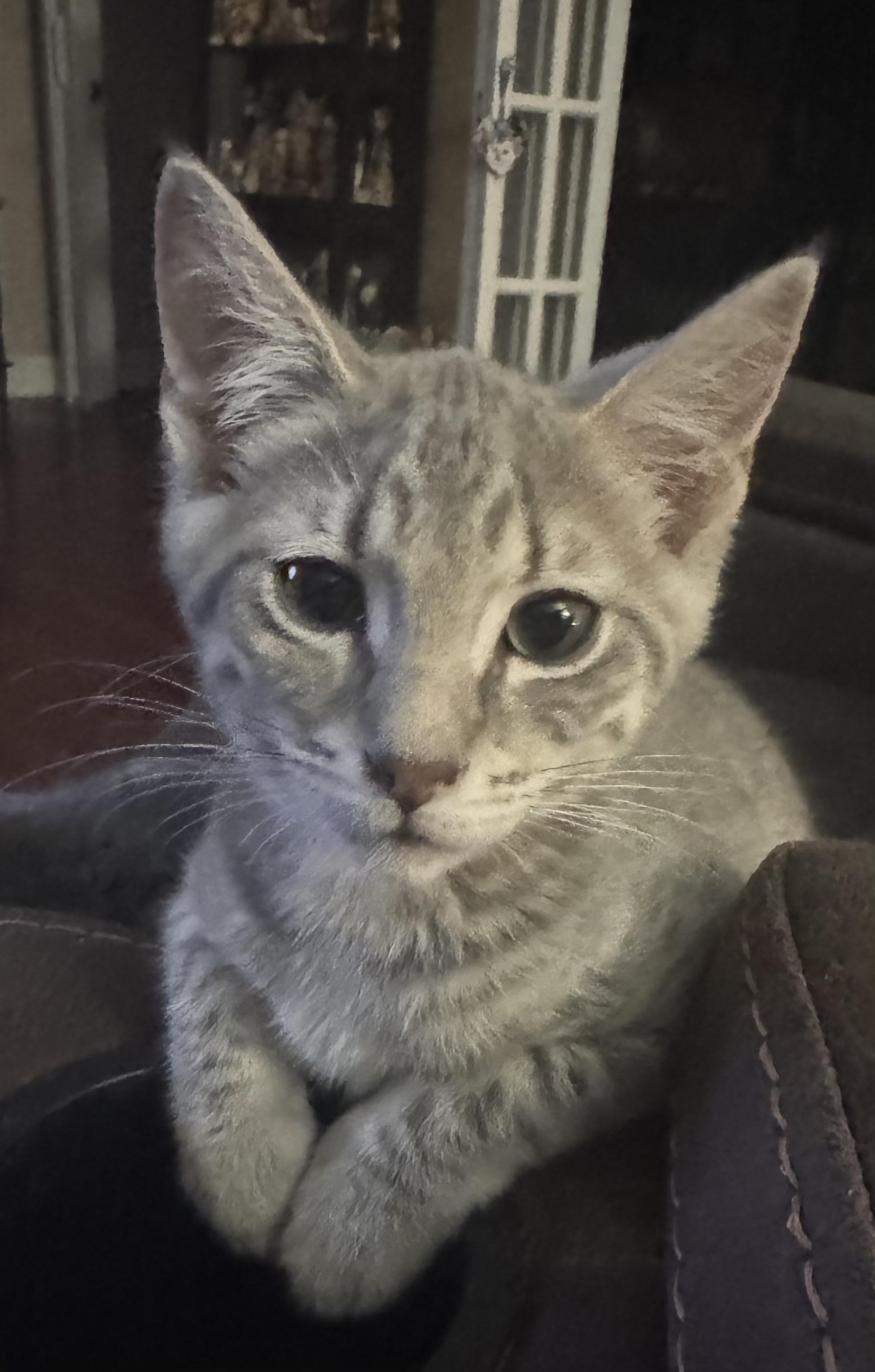 Duncan & Deacon, a Adoptable Tabby in Maryville, TN image 3/3