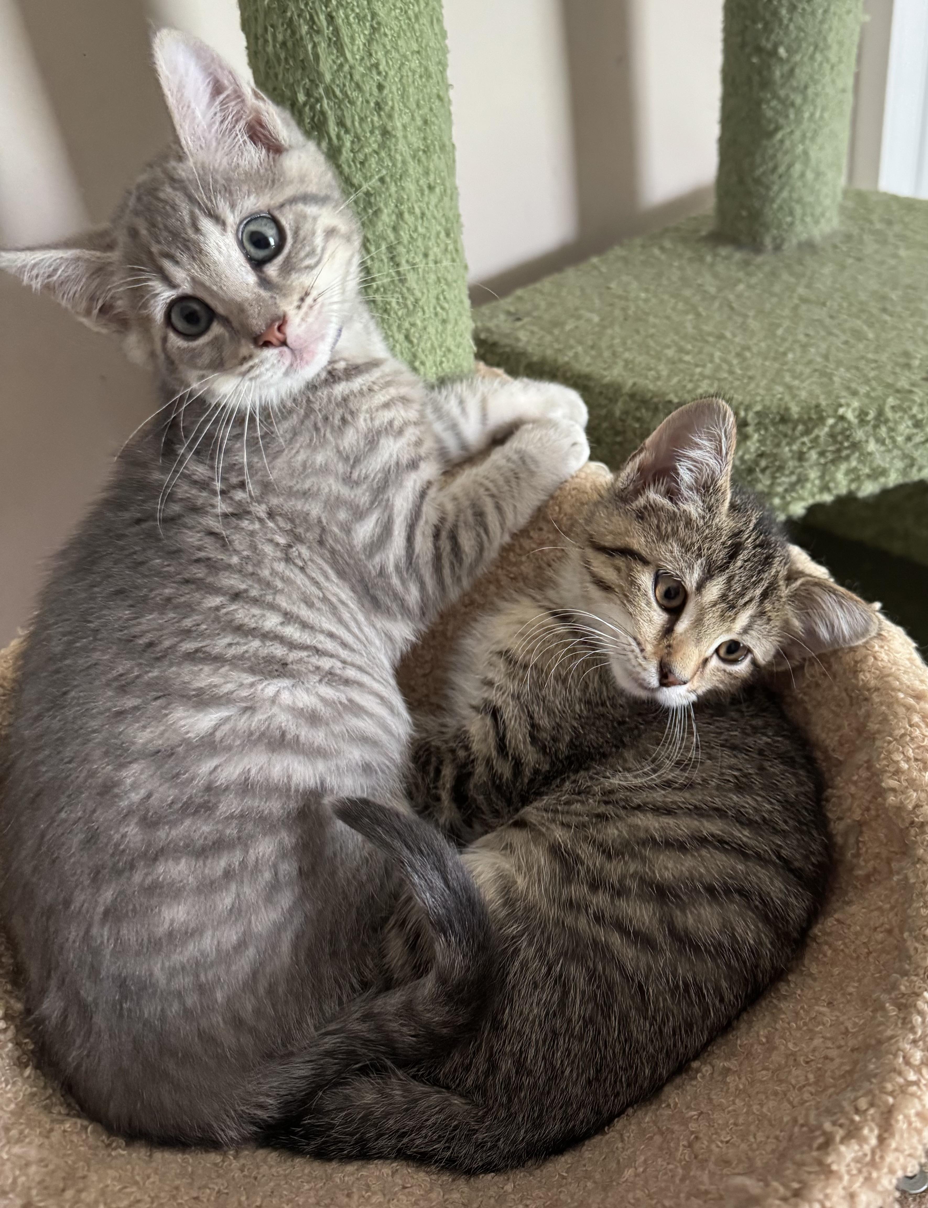 Duncan & Deacon, Adoptable, Kitten Male Tabby.