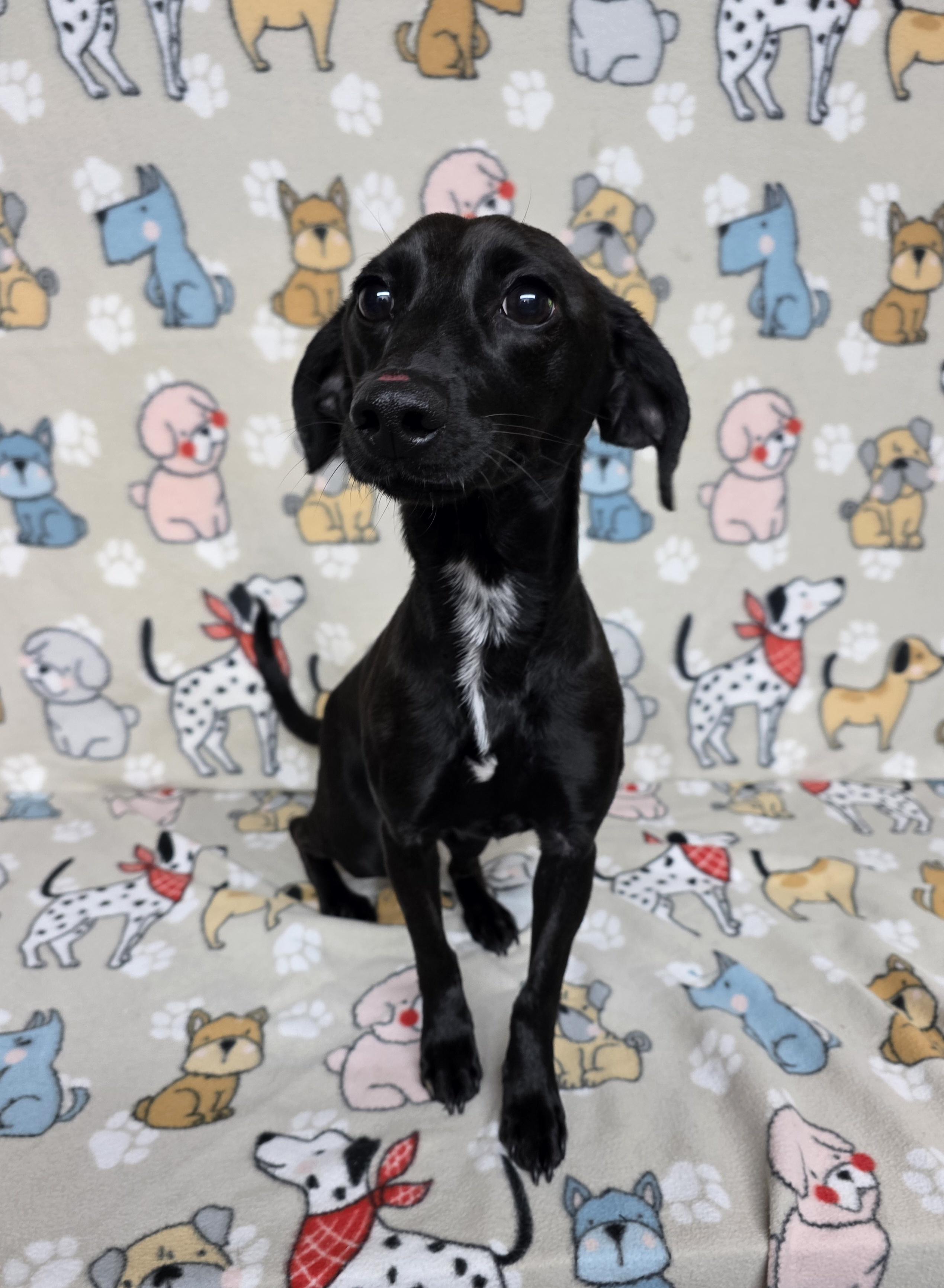 Enlarge Willow, a ADOPTABLE mixed breed in Dallas, GA image 2/2