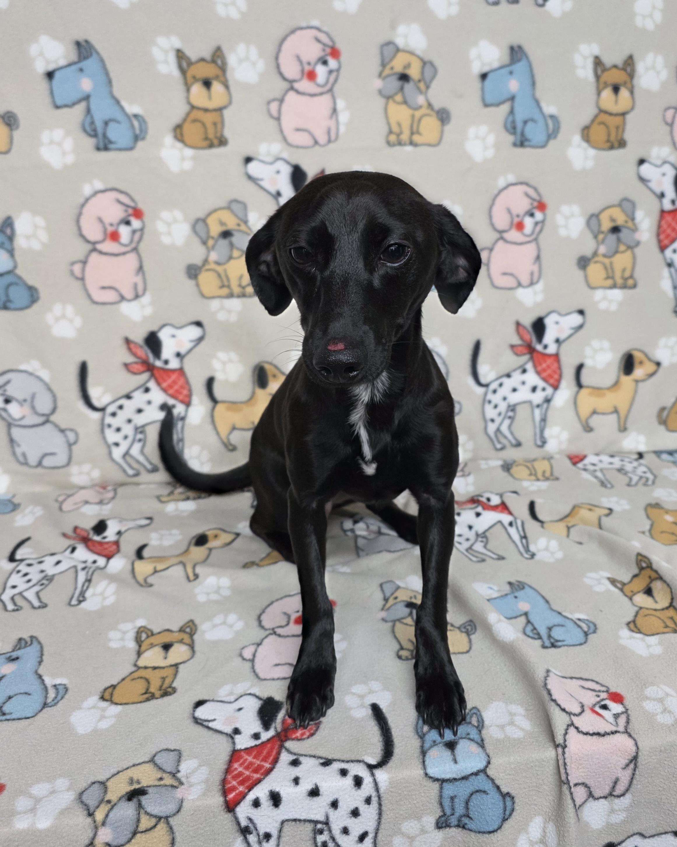 Willow, ADOPTABLE, Adult Male Chiweenie.